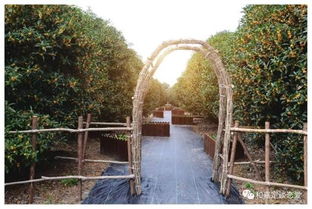 2017版上海賞桂攻略 帶你走進(jìn)桂香滿城的秋