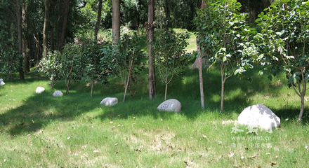 小舟垟門前山:從墳山到生態(tài)公園的蝶變故事