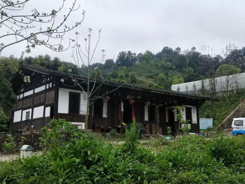 龍臺山生態園真人CS體驗 生態與競技的完美融合